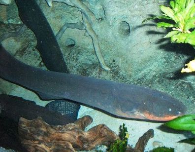 Electric eel at the New England Aquarium